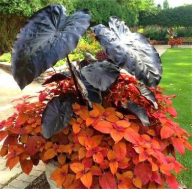 Alocasia Macrorrhiza Green Giant Taro Bonsai 20 PCS Seeds