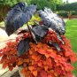 Alocasia Macrorrhiza Green Giant Taro Bonsai 20 PCS Seeds