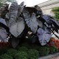 Alocasia Macrorrhiza Green Giant Taro Bonsai 20 PCS Seeds