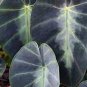Alocasia Macrorrhiza Green Giant Taro Bonsai 20 PCS Seeds