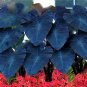 Alocasia Macrorrhiza Green Giant Taro Bonsai 20 PCS Seeds