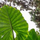 Alocasia Zebrina Elephants Ear Seeds Bright Green Leaves Spot Stem 100 PCS Seeds Alocasia Zebrina Elephants Ear Seeds Bright Green Leaves Spot Stem 100 PCS Seeds