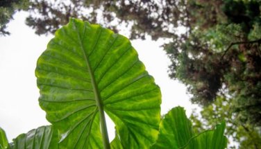 Alocasia Zebrina Elephants Ear Seeds Bright Green Leaves Spot Stem 100 PCS Seeds