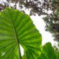 Alocasia Zebrina Elephants Ear Seeds Bright Green Leaves Spot Stem 100 PCS Seeds