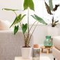 Alocasia Zebrina Elephants Ear Seeds Bright Green Leaves Spot Stem 100 PCS Seeds