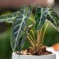 Alocasia Zebrina Elephants Ear Seeds Bright Green Leaves Spot Stem 100 PCS Seeds