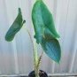 Alocasia Zebrina Elephants Ear Seeds Bright Green Leaves Spot Stem 100 PCS Seeds