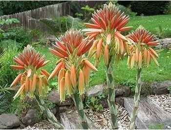 Aloe Africana Garden Plants Rare Potted Plants 10 PCS Seeds