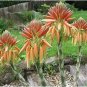 Aloe Africana Garden Plants Rare Potted Plants 10 PCS Seeds