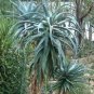 Aloe Africana Garden Plants Rare Potted Plants 10 PCS Seeds
