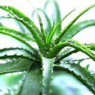 Aloe Bonsai Succulent Plants Bonsai Rare Herbs Aloe Vera Queen BonsaI 100 PCS Seeds