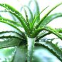 Aloe Bonsai Succulent Plants Bonsai Rare Herbs Aloe Vera Queen BonsaI 100 PCS Seeds