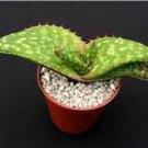 ALOE Branddraaiensis Garden Plants Rare Potted Plants 10 PCS Seeds