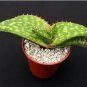 ALOE Branddraaiensis Garden Plants Rare Potted Plants 10 PCS Seeds