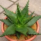 ALOE Broomii Garden Plants Rare Potted Plants 10 PCS Seeds ALOE Broomii Garden Plants Rare Potted Plants 10 PCS Seeds