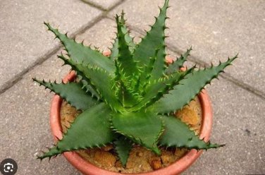 ALOE Broomii Garden Plants Rare Potted Plants 10 PCS Seeds