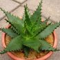 ALOE Broomii Garden Plants Rare Potted Plants 10 PCS Seeds