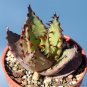 ALOE Broomii Garden Plants Rare Potted Plants 10 PCS Seeds