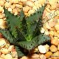 ALOE Broomii Garden Plants Rare Potted Plants 10 PCS Seeds
