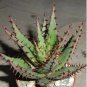 ALOE Broomii Garden Plants Rare Potted Plants 10 PCS Seeds