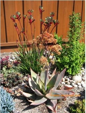 ALOE Buhrii Garden Plants Rare Potted Plants 10 PCS Seeds