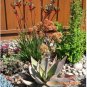 ALOE Buhrii Garden Plants Rare Potted Plants 10 PCS Seeds