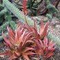 ALOE Buhrii Garden Plants Rare Potted Plants 10 PCS Seeds