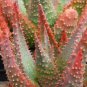 ALOE Buhrii Garden Plants Rare Potted Plants 10 PCS Seeds