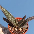 ALOE burgersfortensis Garden Plants Rare Potted Plants 10 PCS Seeds