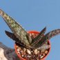 ALOE burgersfortensis Garden Plants Rare Potted Plants 10 PCS Seeds