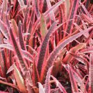 ALOE CAMERONI Red Aloe Vera Succulents Garden Plants 5 PCS Seeds