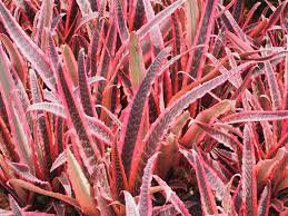 ALOE CAMERONI Red Aloe Vera Succulents Garden Plants 5 PCS Seeds