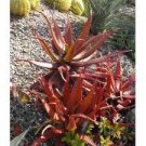 Aloe Cameronii Red Aloe South African Succulent 20 PCS Seeds