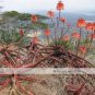 Aloe Cameronii Red Aloe South African Succulent 20 PCS Seeds