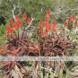 Aloe Cameronii Red Aloe South African Succulent 20 PCS Seeds