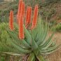 Aloe candelabrum Succulents Garden Plants 10 PCS Seeds