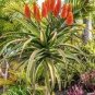 Aloe candelabrum Succulents Garden Plants 10 PCS Seeds