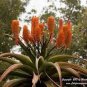 Aloe candelabrum Succulents Garden Plants 10 PCS Seeds