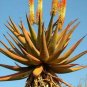 Aloe candelabrum Succulents Garden Plants 10 PCS Seeds