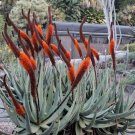 ALOE Castanea Garden Plants Rare Potted Plants 10 PCS Seeds ALOE Castanea Garden Plants Rare Potted Plants 10 PCS Seeds