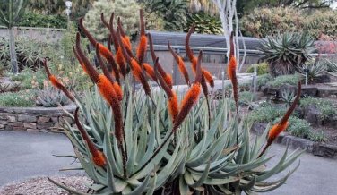 ALOE Castanea Garden Plants Rare Potted Plants 10 PCS Seeds