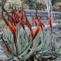 ALOE Castanea Garden Plants Rare Potted Plants 10 PCS Seeds