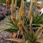ALOE Castanea Garden Plants Rare Potted Plants 10 PCS Seeds