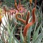 ALOE Castanea Garden Plants Rare Potted Plants 10 PCS Seeds