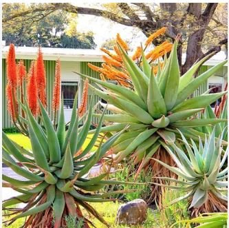 Aloe chabaudii Succulent Garden Plants 10 PCS Seeds