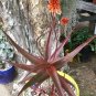 Aloe chabaudii Succulent Garden Plants 10 PCS Seeds