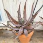 Aloe chabaudii Succulent Garden Plants 10 PCS Seeds