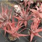 Aloe chabaudii Succulent Garden Plants 10 PCS Seeds