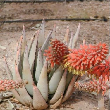 Aloe Claviflora Kraal Aloe Garden Plants 10 PCS Seeds