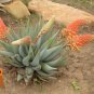 Aloe Claviflora Kraal Aloe Garden Plants 10 PCS Seeds
